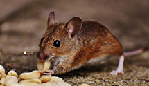 24 Hour & Emergency Exterminators in Gadsden, AL